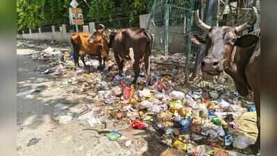 Irregular waste pickup, regular dumping: Residents flag sanitation, enforcement lapses in Sector 23A