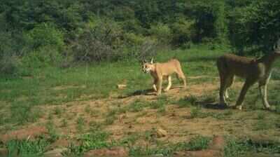 Rare caracal duo spotted in Raj