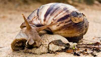 The Giant African Snail has returned to the U.S. neighborhoods and officials are asking residents to watch for these signs