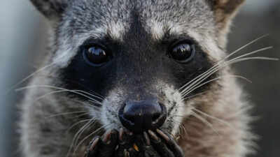 A San Francisco resident kept hearing strange noises behind the wall, days later a racoon broke into the bedroom with her newborn babies