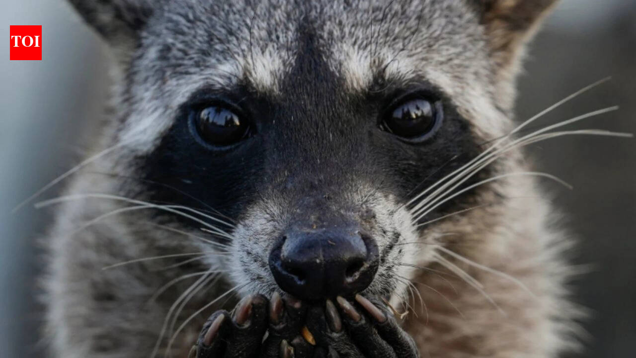 San Francisco woman heard wall noises, then raccoon broke into bedroom
