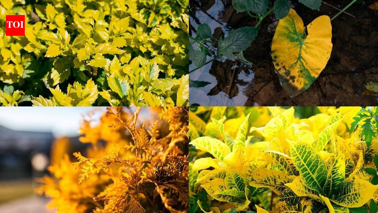 5 yellow-leaf plants to add glamour and luxury to your garden