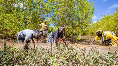 More than 4,000 Kenyan students came together to plant mangroves in a bid to set a Guinness World Record