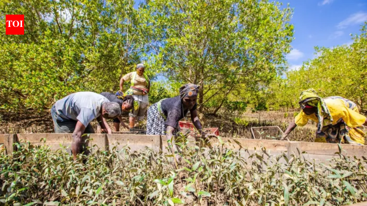 More than 4,000 Kenyan students came together to plant mangroves in a bid to set a Guinness World Record