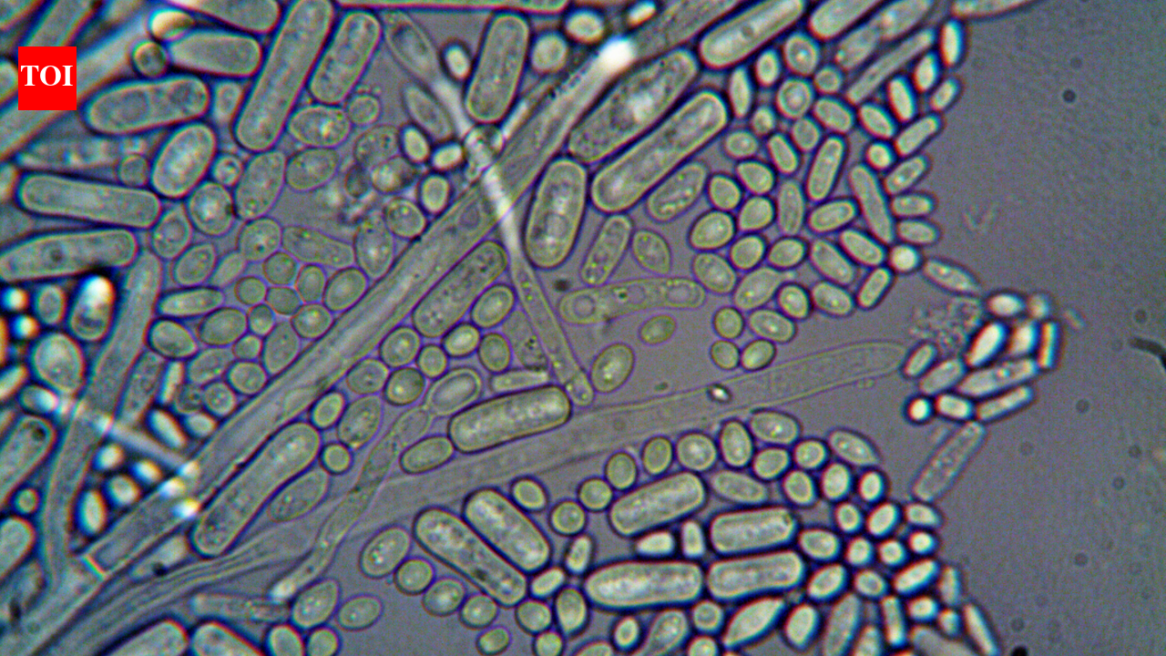 German scientists discovered naturally occurring microbes that removed 95% of dissolved uranium from contaminated water