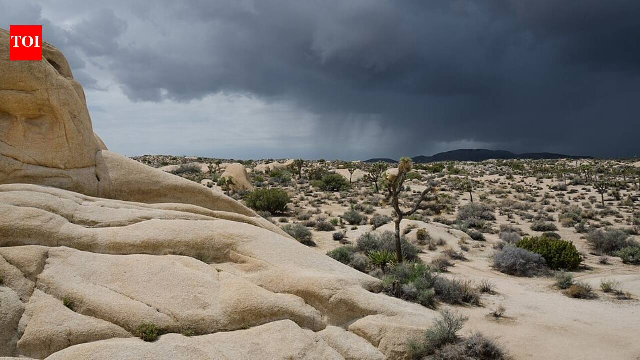 In 1928, Minerva Hoyt sent a California desert exhibition across America; eight years later, Roosevelt protected Joshua Tree from mining and plant collectors