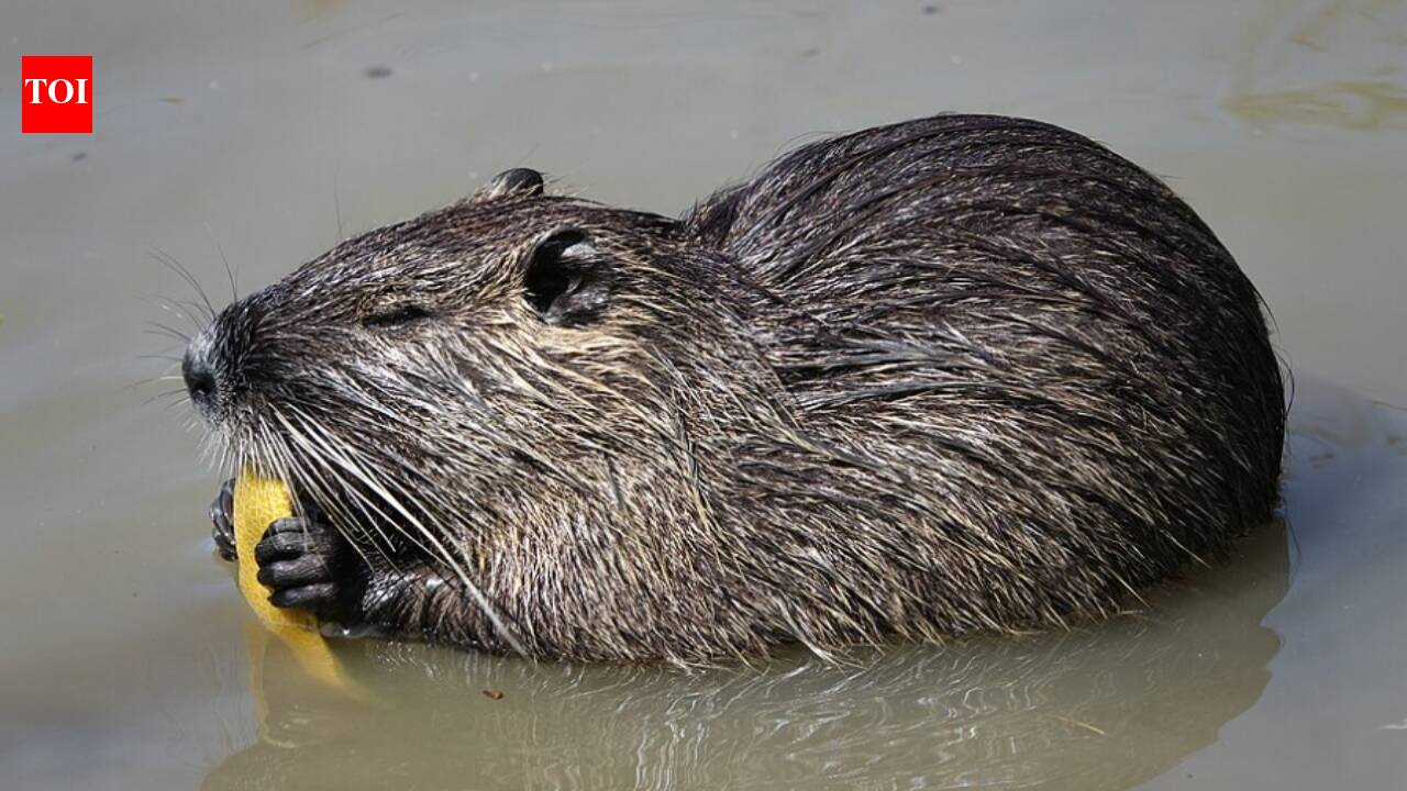 In the 1930s, Louisiana imported nutria for fur farming; their population later exploded and damaged thousands of acres of coastal wetlands