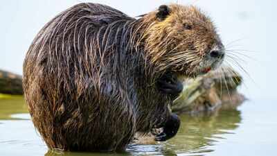 California eradicated these 20-pound rodents decades ago; DNA suggests someone deliberately brought them back
