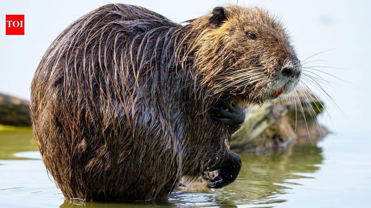 California eradicated these 20-pound rodents decades ago; DNA suggests someone deliberately brought them back