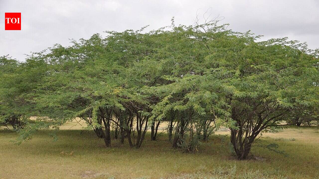 Introduced to Ethiopia decades ago to green drylands, Prosopis juliflora now forms thorny thickets whose water use carries an estimated $790 million agricultural opportunity cost
