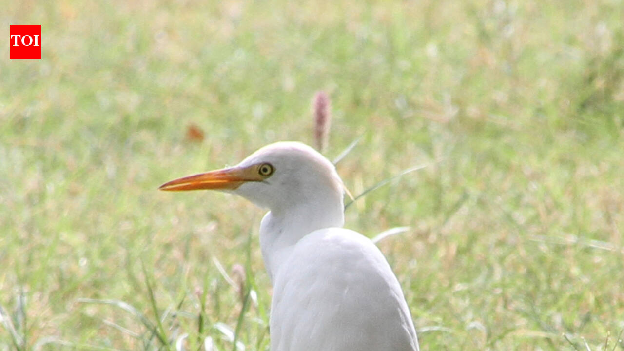 In 1959, Hawaii introduced cattle egrets to eat flies around livestock; they spread across the islands and created unexpected challenges