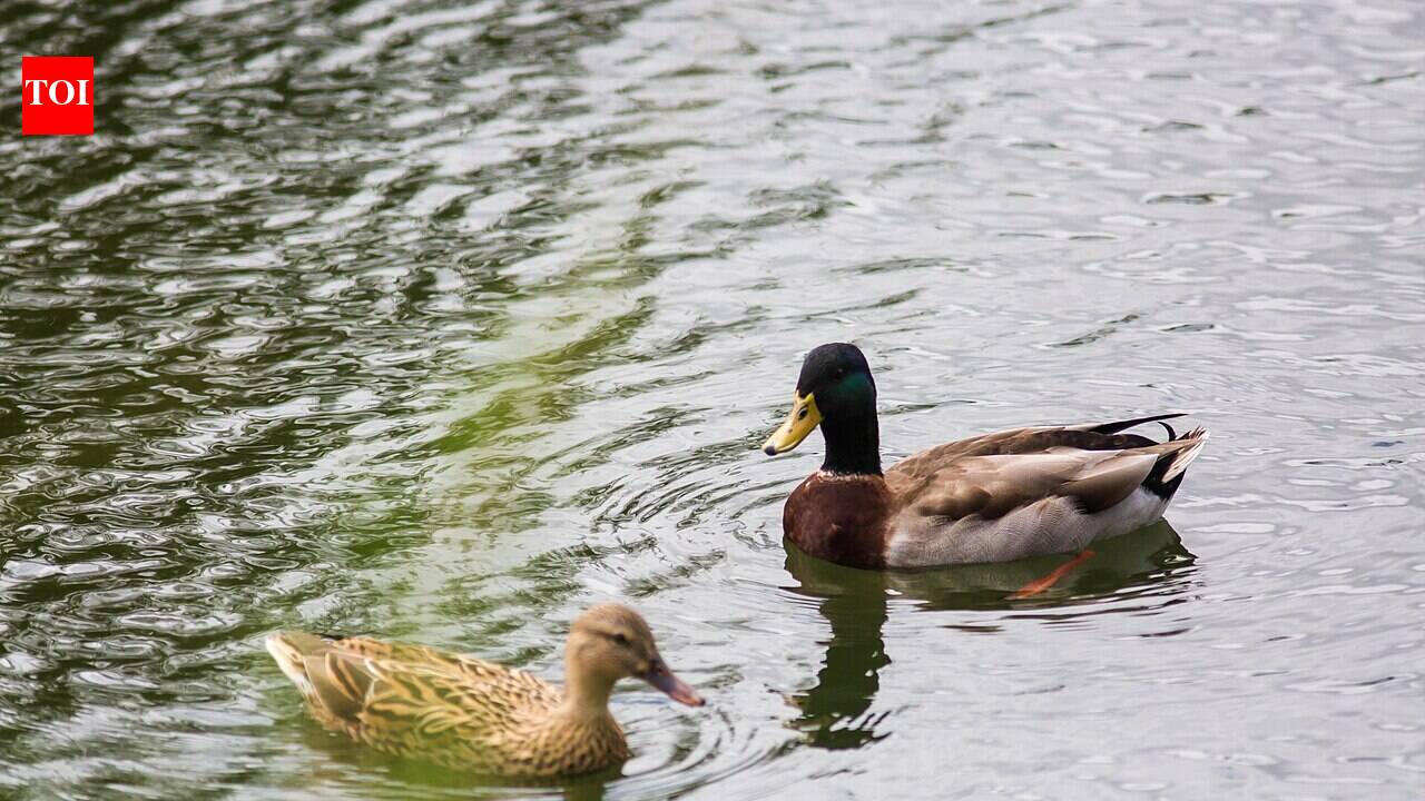 In the late 1800s, mallards were introduced to Hawaii, and their descendants are now breeding with the native duck, raising concerns about genetic extinction