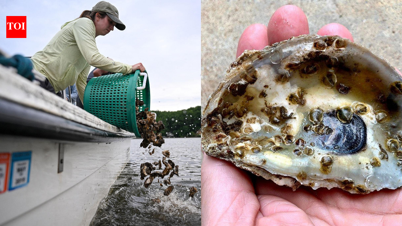 Scientists are planting 30 million oysters in the Chesapeake Bay to restore water quality and marine life in one of America's largest restoration projects
