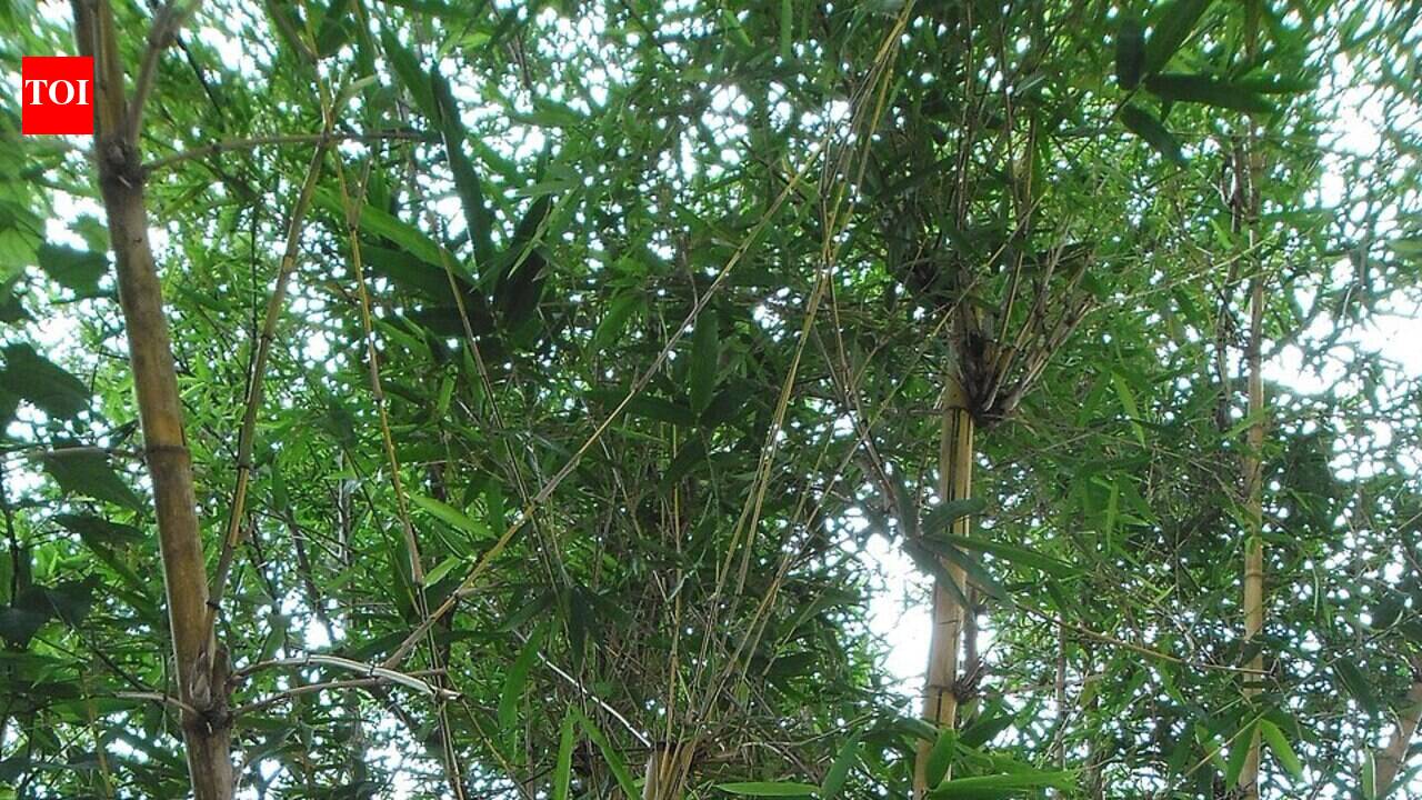 Kenyan farmers are planting bamboo on landslide-prone slopes, but experts say species choice and careful management matter