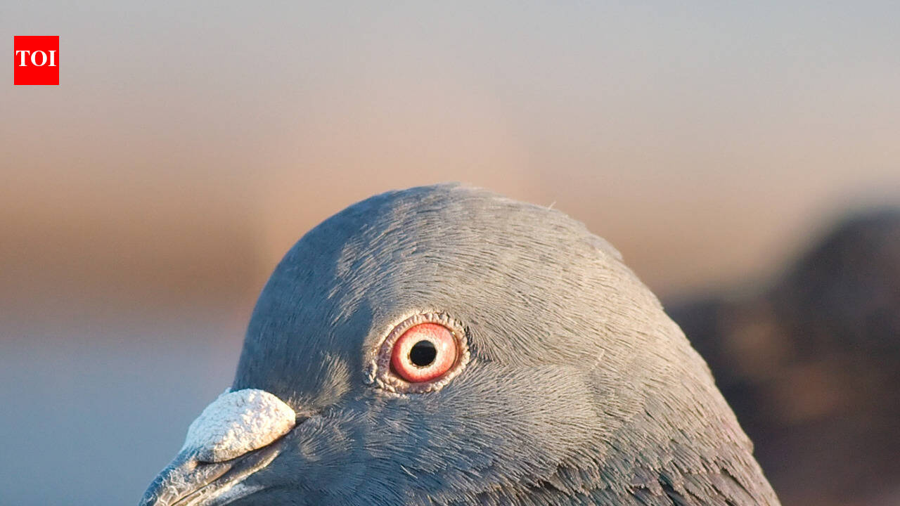 In the 1600s, European settlers carried pigeons to America for human needs; escaped domestic birds later became the street pigeons seen across cities