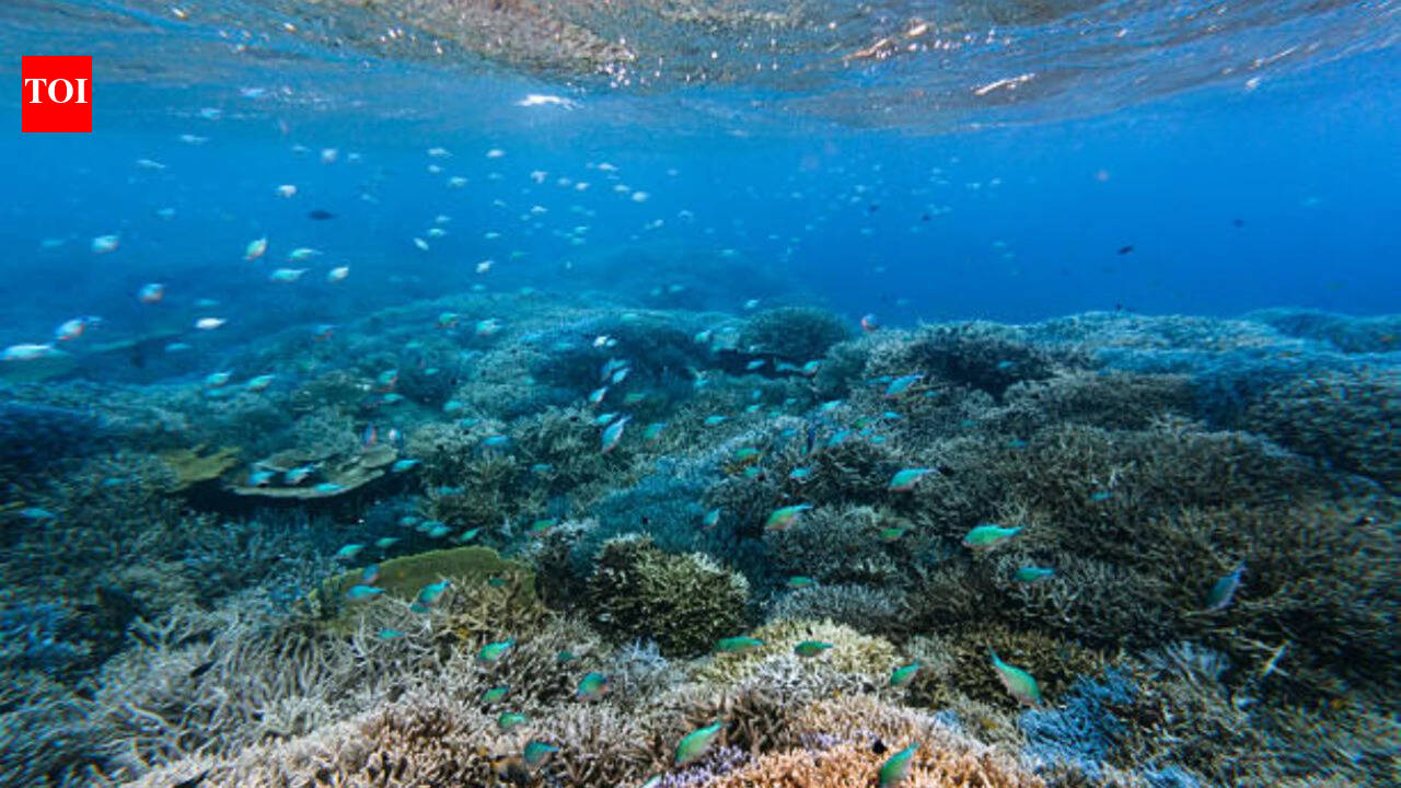 Seawater ‘blood test’ may reveal coral reef damage before it shows