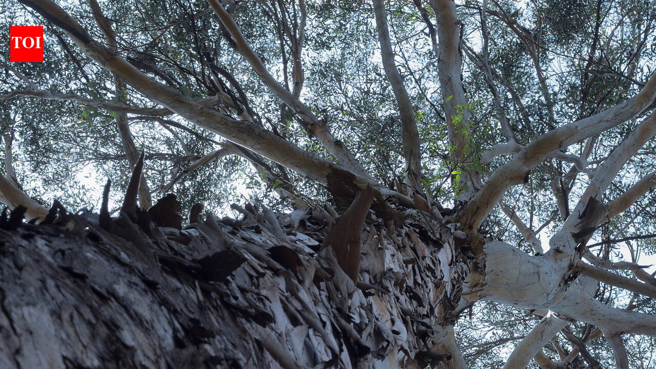 In 2025, Mexico City’s eucalyptus trees face new scrutiny as researchers assess risks of tree failure in urban spaces