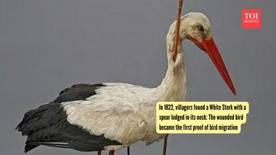 In 1822, villagers found a White Stork with a spear lodged in its neck: The wounded bird became the first proof of bird migration