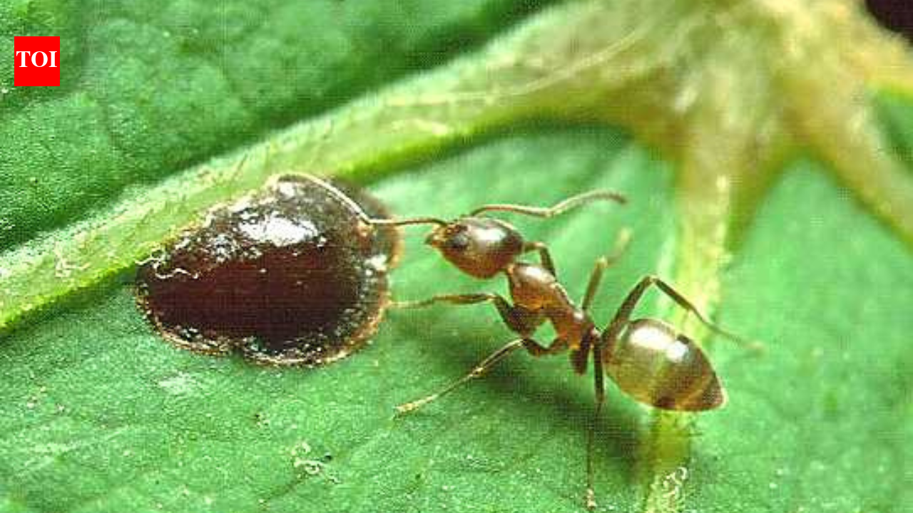 By the 1990s, Argentine ants had spread through much of coastal California; today they protect crop pests that damage farms and gardens