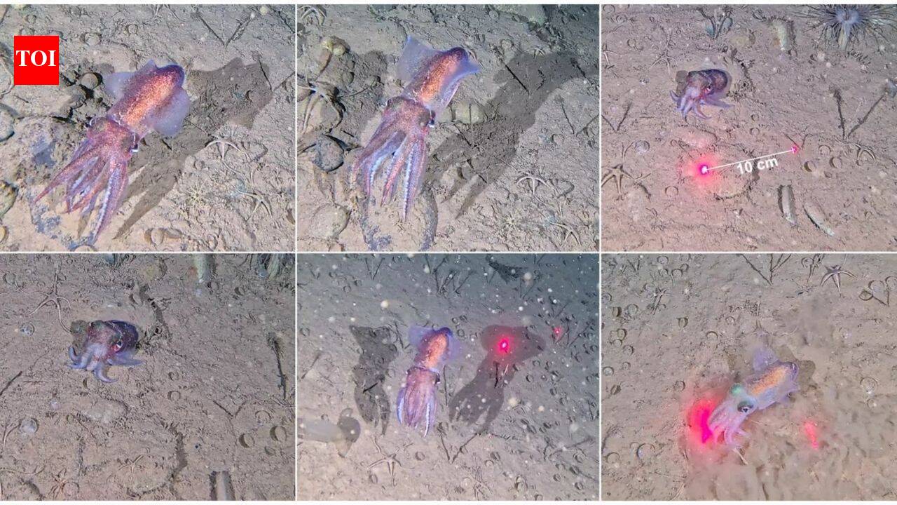 Scientists capture first wild footage of rare Arctic squid with its eggs