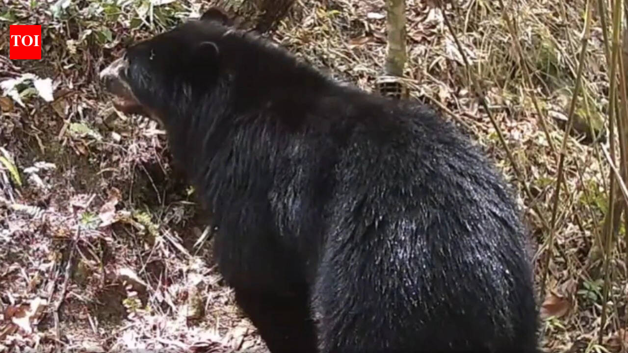 Rare Andean Bear reappears in Bolivia; camera captures it wading into Parapeti river
