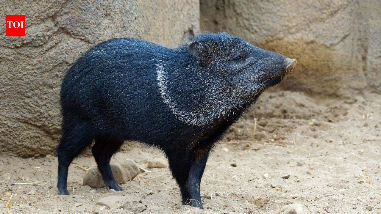 Peccaries vanished from Uruguay. A 17-year effort brought them back