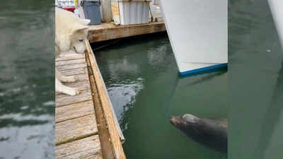 Fenix the husky has a neurological condition that gives him a bouncing walk; at the harbour, a wild sea lion named Wilbur regularly swims over to meet him