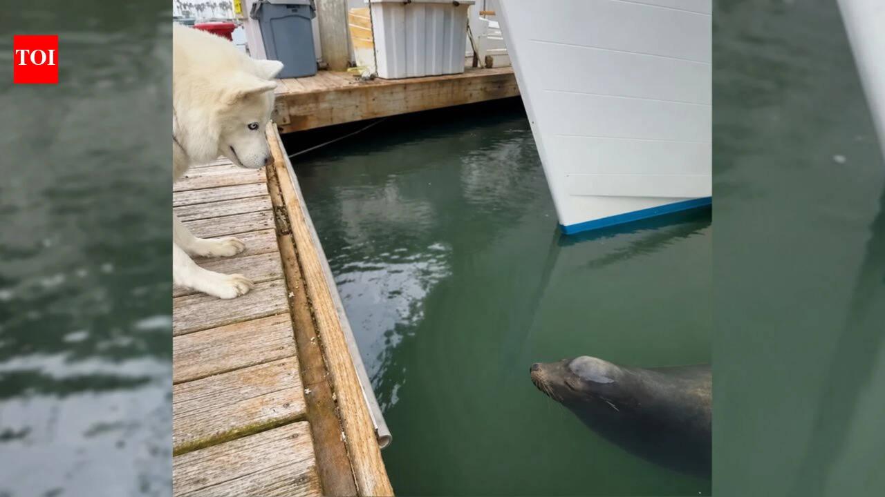 Husky with bouncing walk forms unlikely bond with wild sea lion