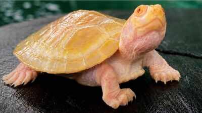 This tiny Amazon turtle was born without its species’ usual dark colours, making it stand out instantly
