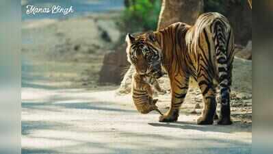 Raj’s tiger population rises from 135 to 149 in a year