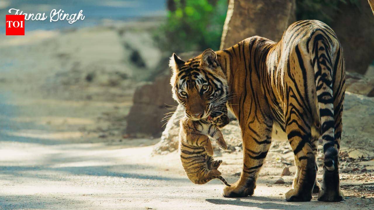 Raj’s tiger population rises from 135 to 149 in a year