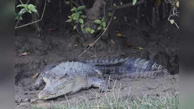 Man dragged by croc into river feared killed
