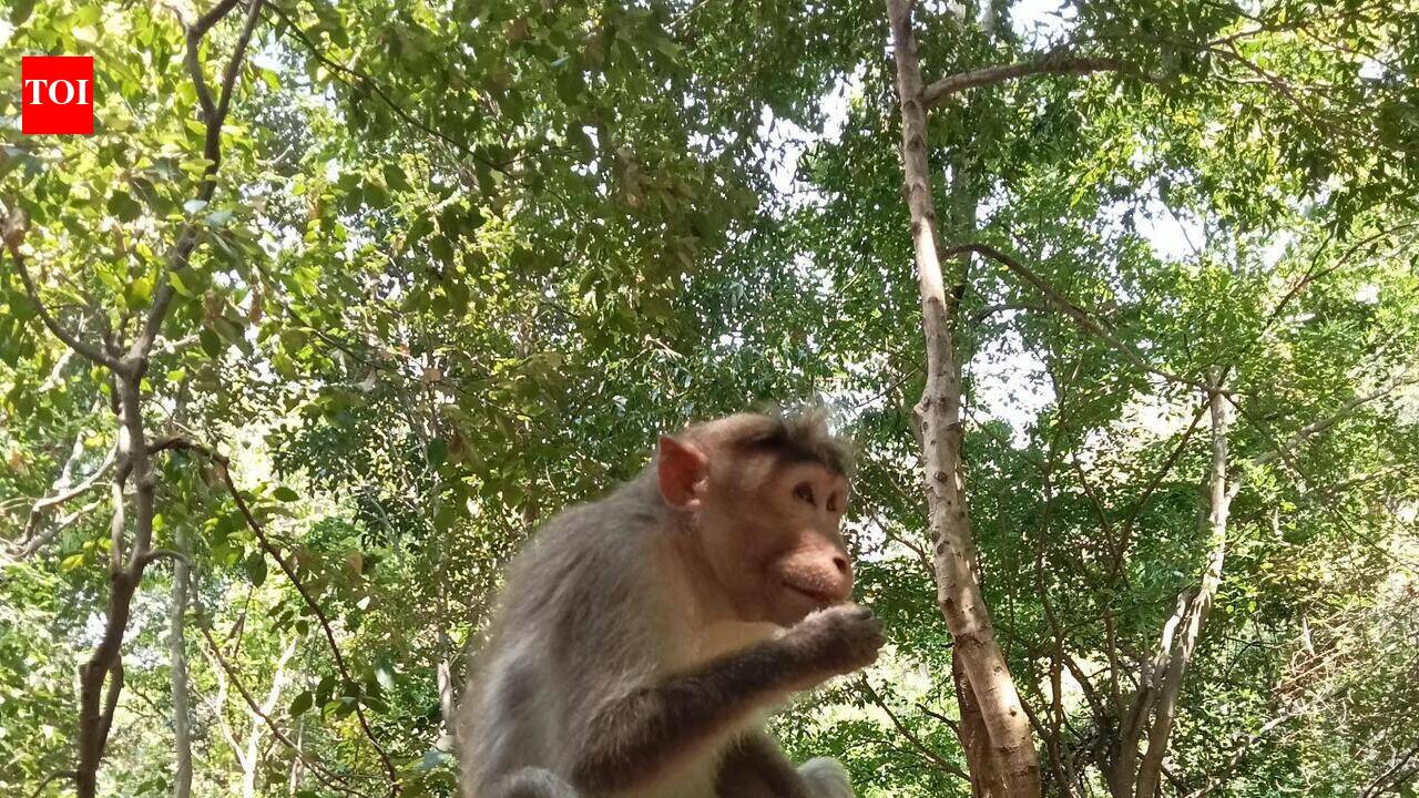 Tourism Drives Bonnet Macaques to Beg for or Snatch Food at Suruli Falls