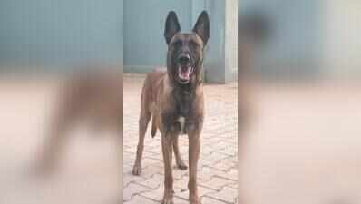 Canine cop solves murder case in Karnataka