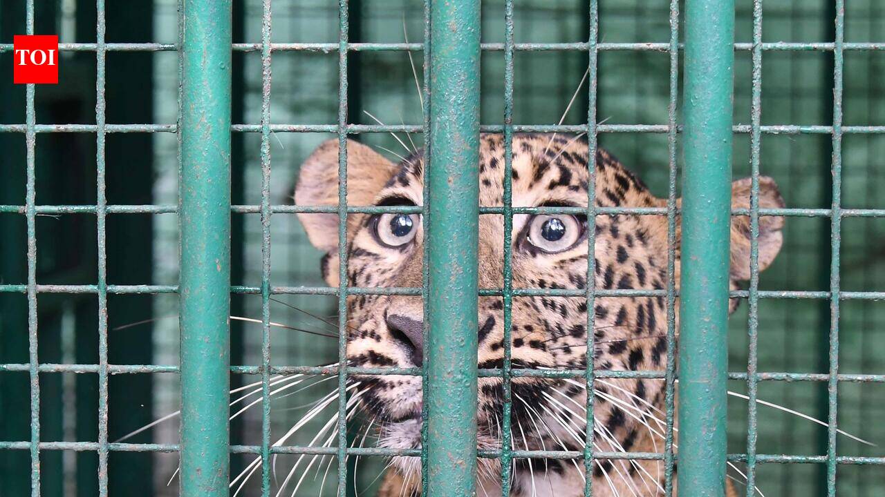 Leopard caught in cage near Athirappilly