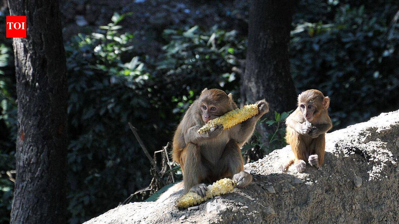 U’khand to use mobile app for first monkey population survey