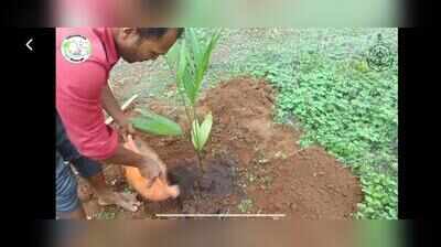 Arecanut growers turn to scientific farming for better yields