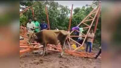 Govt shifts 102 cattle as Dhyan Foundation fails to comply with order