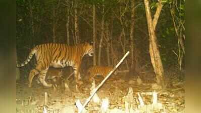Cubs on cams lift hope for higher Sundarbans tiger count amid carrying capacity alarm