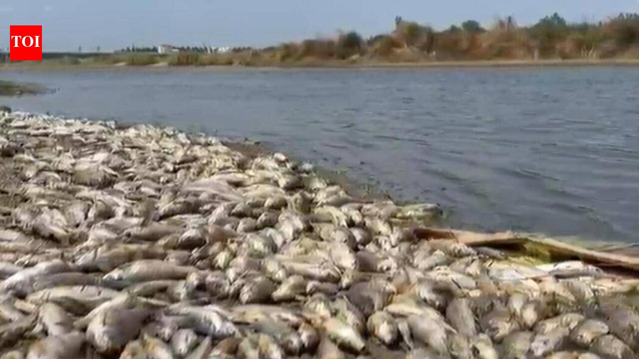 Dead fish pile up in Cauvery river bank as water levels drop