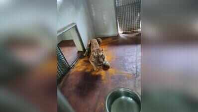 Tiger ‘Yuvraj’ showing signs of recovery at Van Vihar