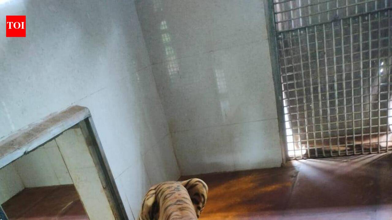 Tiger ‘Yuvraj’ showing signs of recovery at Van Vihar