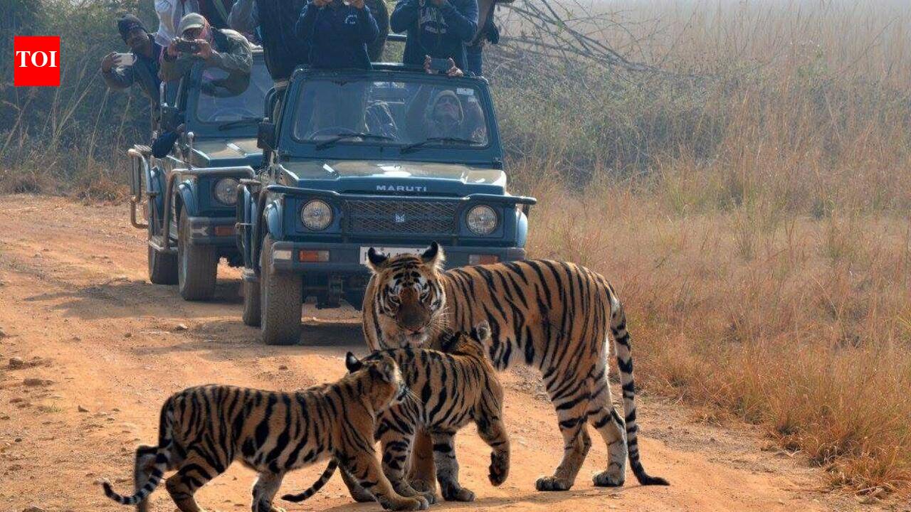 Tadoba’s healthy gene pool powers nat’l tiger recovery