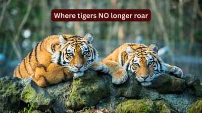 Where tigers no longer roar: 8 countries that have lost their wild tigers, and what travellers can learn from their silence on this International Tigers Day