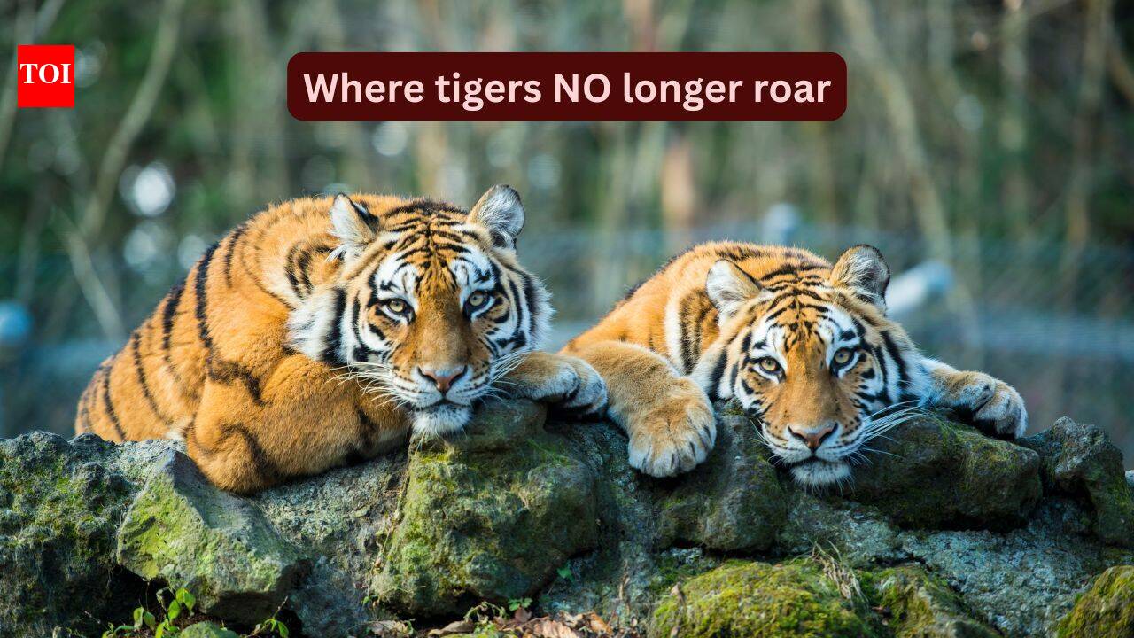 Where tigers no longer roar: 8 countries that have lost their wild tigers, and what travellers can learn from their silence on this International Tigers Day