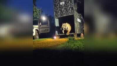 Tadoba tigress moved to Dhyanganga to build new breeding population