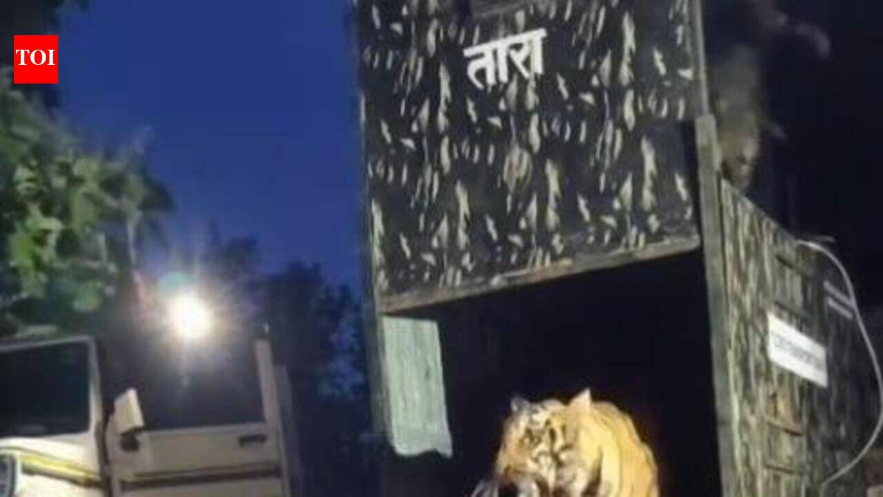 Tadoba tigress moved to Dhyanganga to build new breeding population