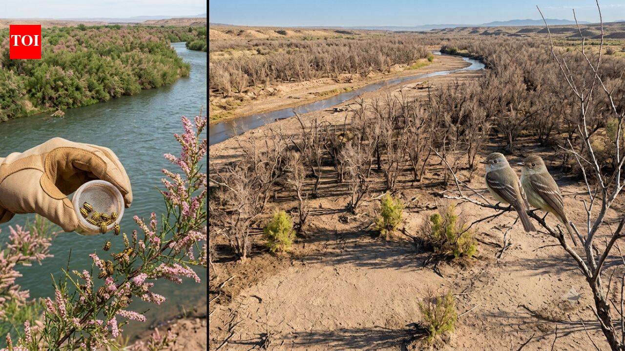 In 2001, scientists released beetles to fight an invasive tree. Years later, an endangered bird had lost 94% of its habitat along one western river