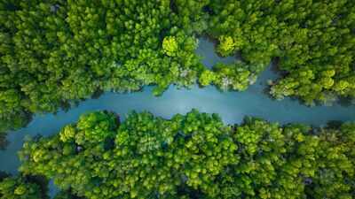China lost more than 50% of its mangrove forests by the 2000s, now it has restored 22,500 hectares of the trees becoming one of the few countries on the globe where mangrove coverage is increasing