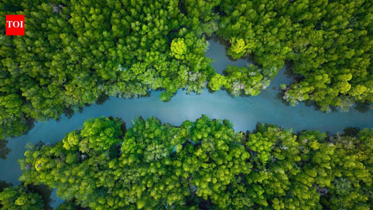 China restores 22,500 hectares of mangroves after losing over half